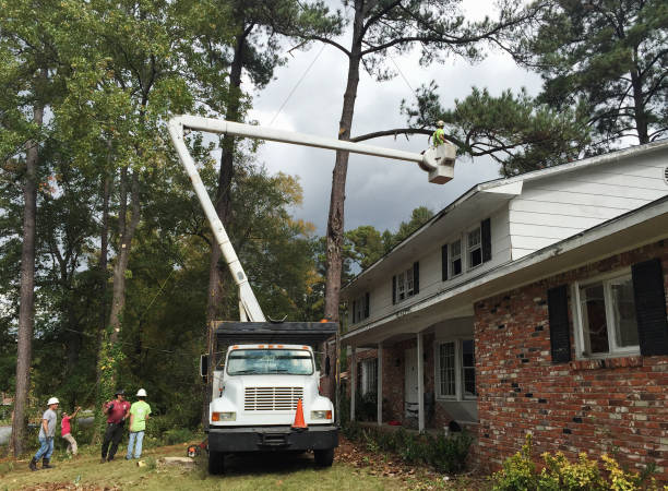 Polk City, FL Tree Removal Services Company