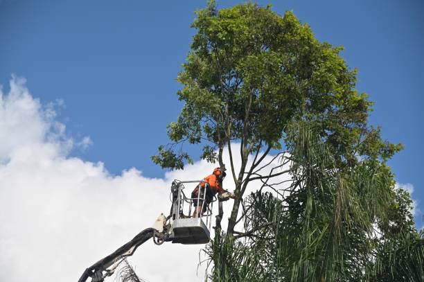 Mulching Services in Polk City, FL