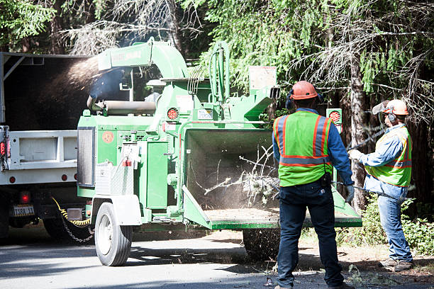 How Our Tree Care Process Works  in  Polk City, FL